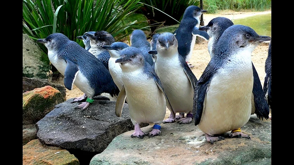 Kaiserpinguin Babyküken