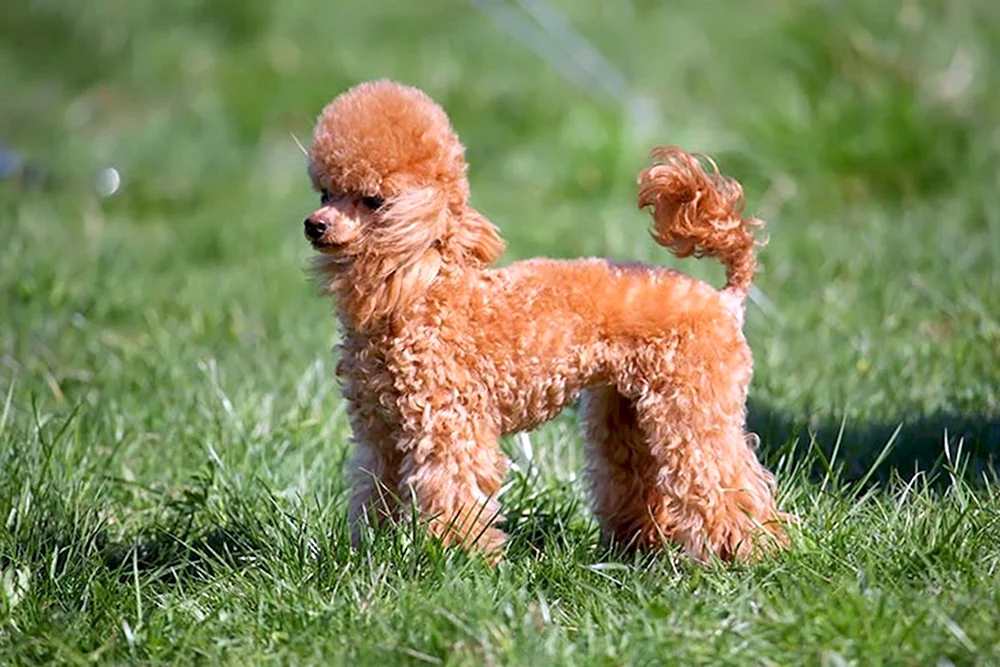 Zweng Pinscher