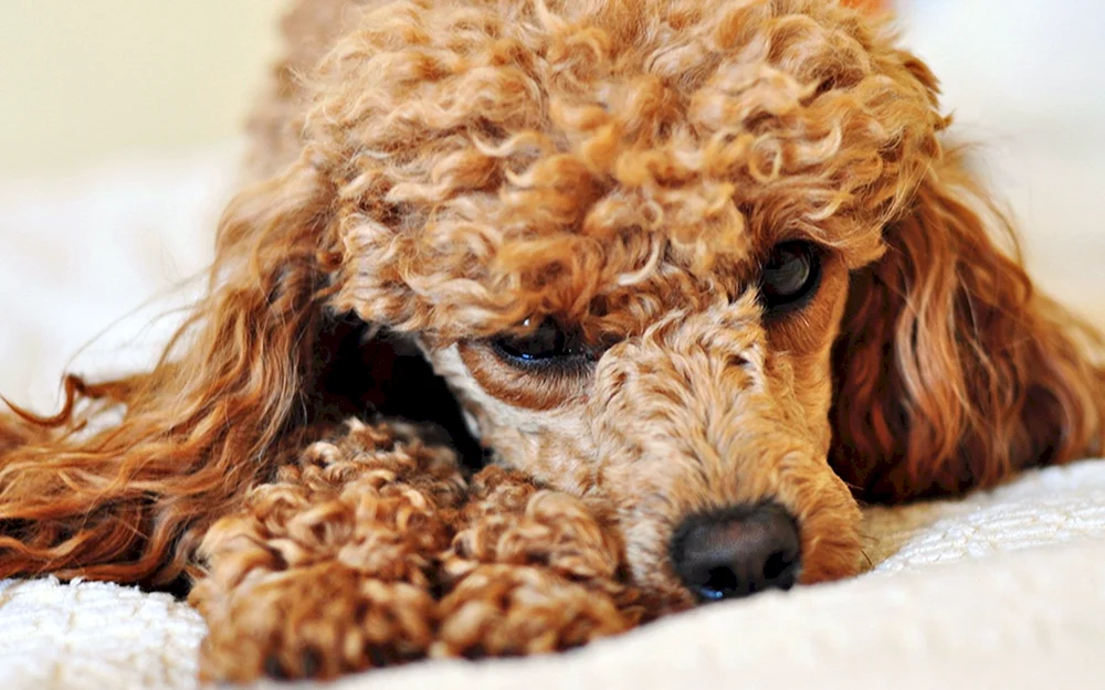 Barbet