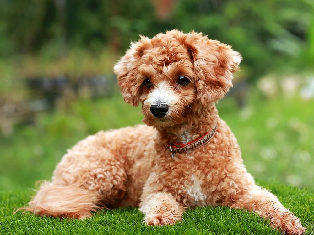 Maltipoo Hunderasse