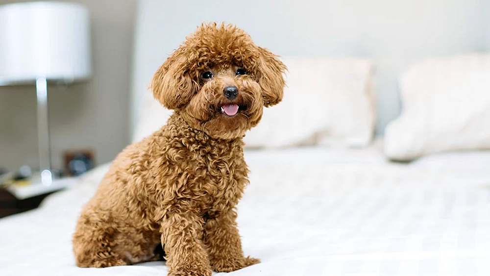 Wasserspaniel Barbet
