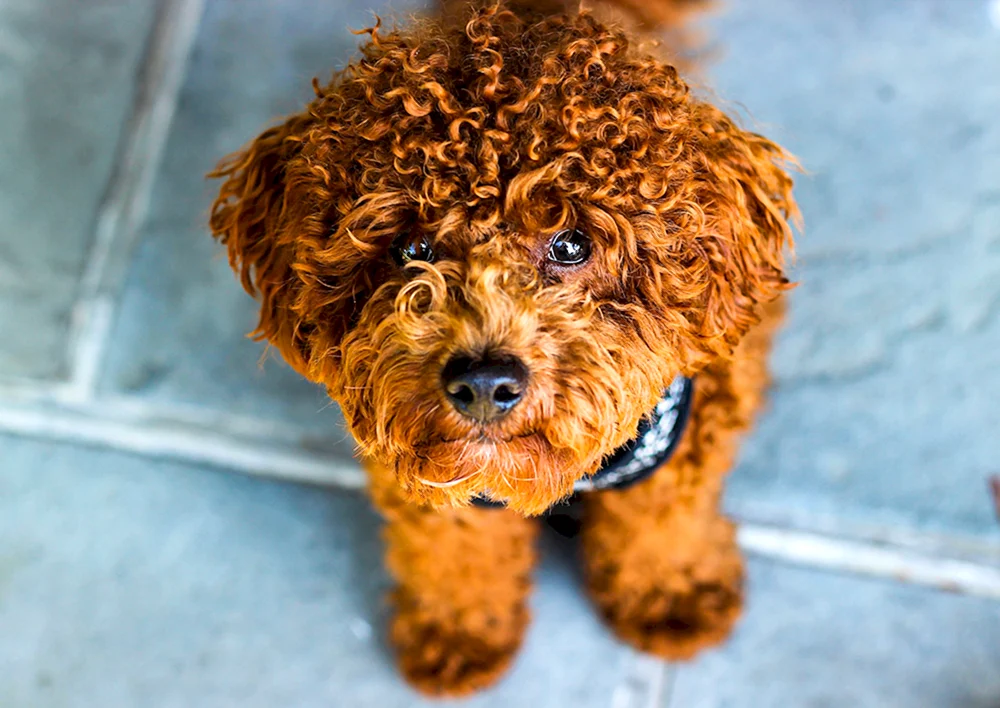 Australischer Labradoodle