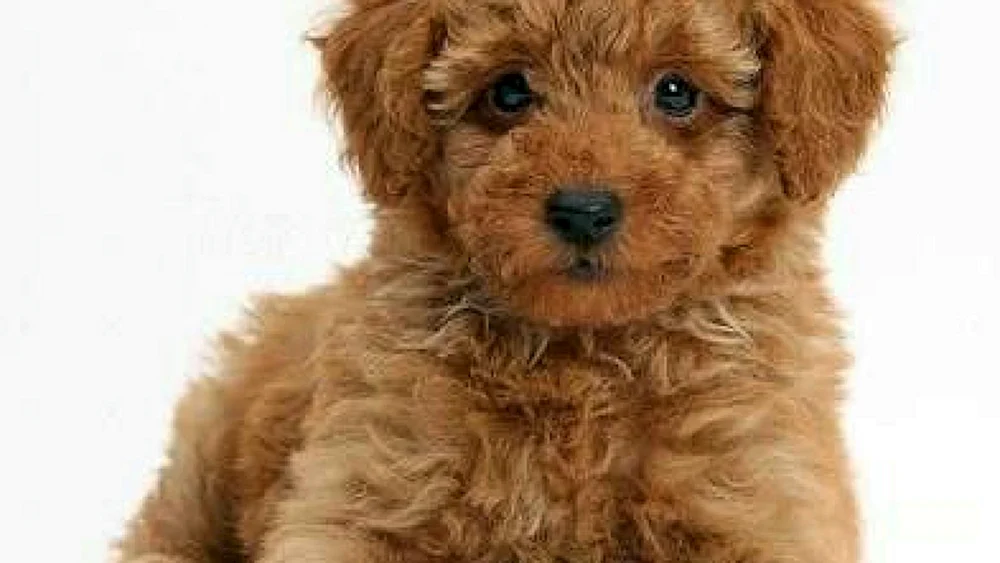 Zwergpudel Hund