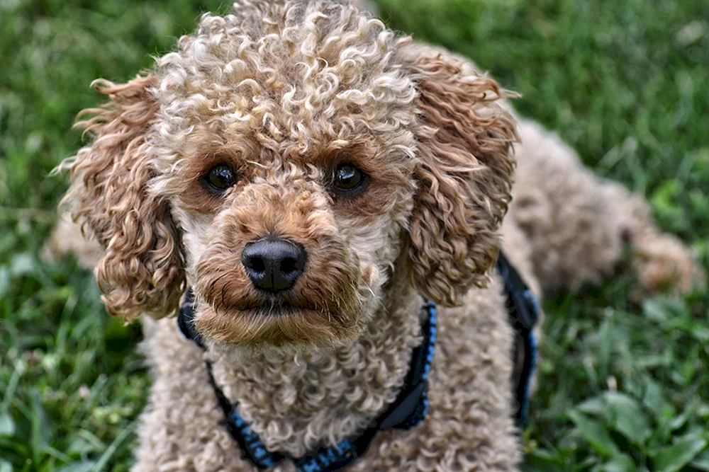 Zwergpudel Maltipoo