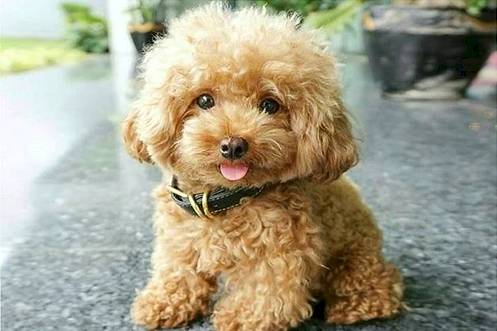 Barbet Water Spaniel Maltipoo