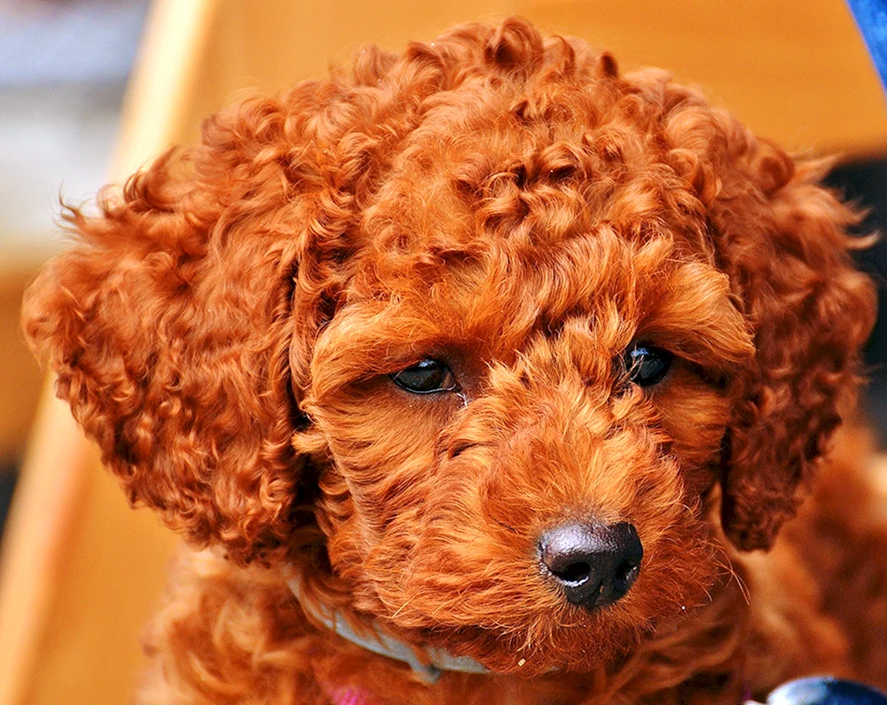 Zwergpudel Maltipoo