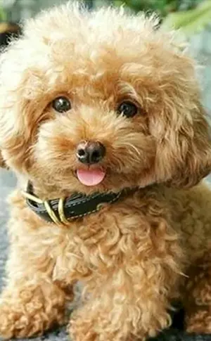 Zwergpudel Maltipoo