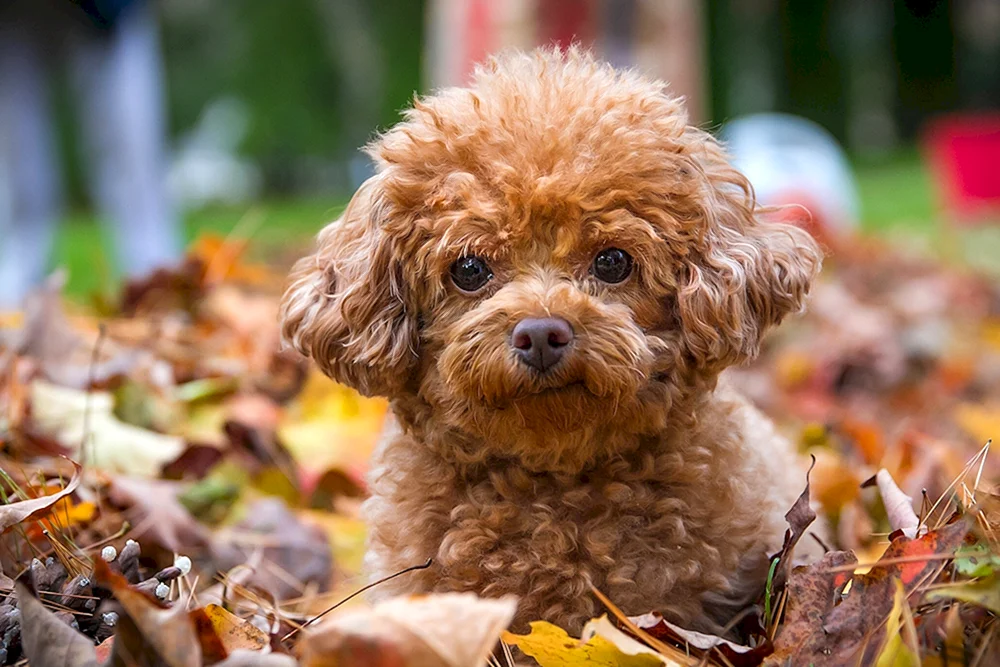 Zwergpudel Maltipoo