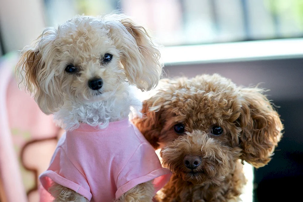 Zwergpudel Maltipoo
