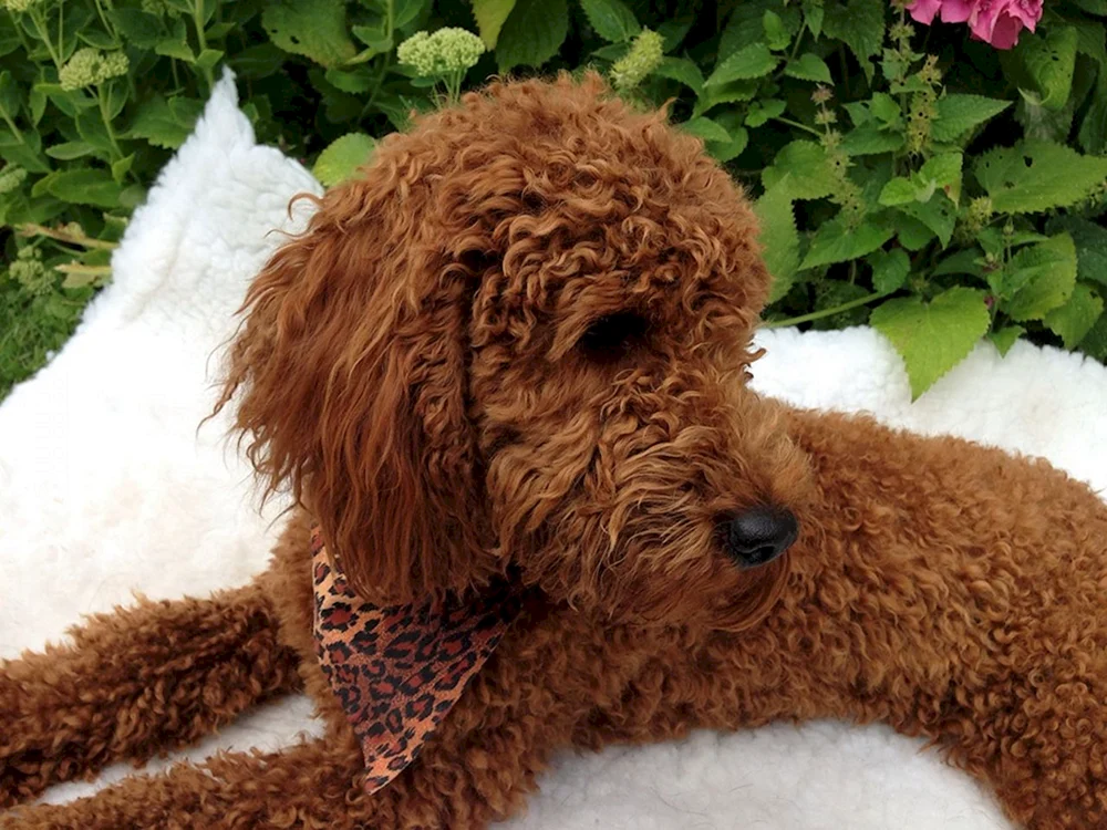 Teddy Pudel maltipoo