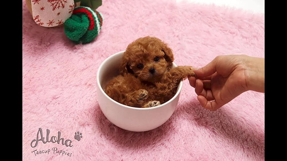 Teddy Pudel mini