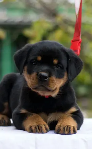 Zwerg-Rottweiler