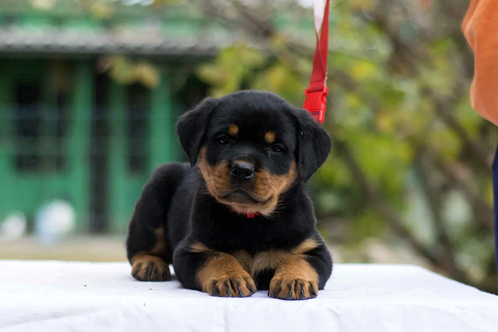 Zwerg-Rottweiler