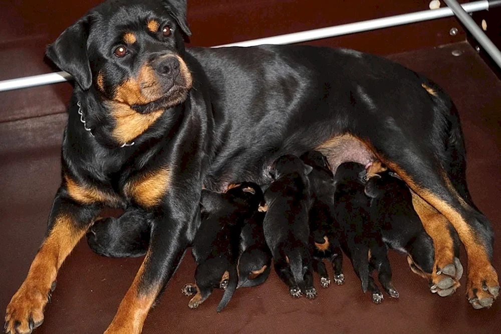 Rottweiler gekauft
