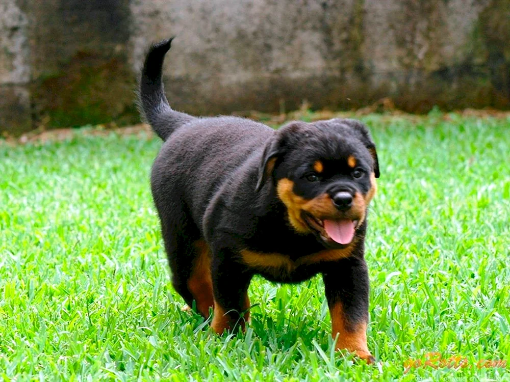 Rottweiler gekauft Ohren