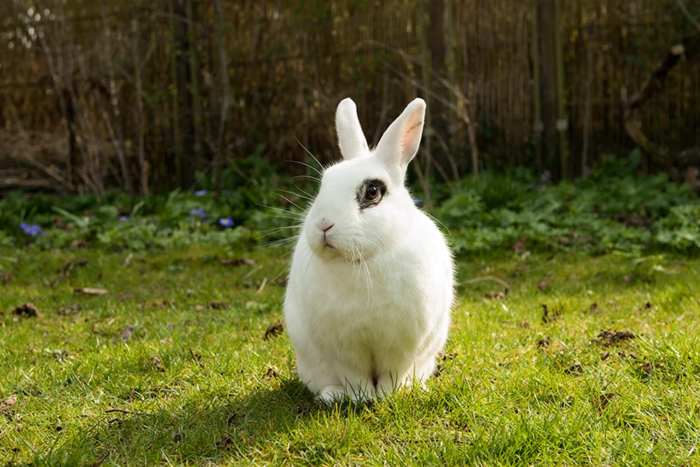 Albino-Kaninchen