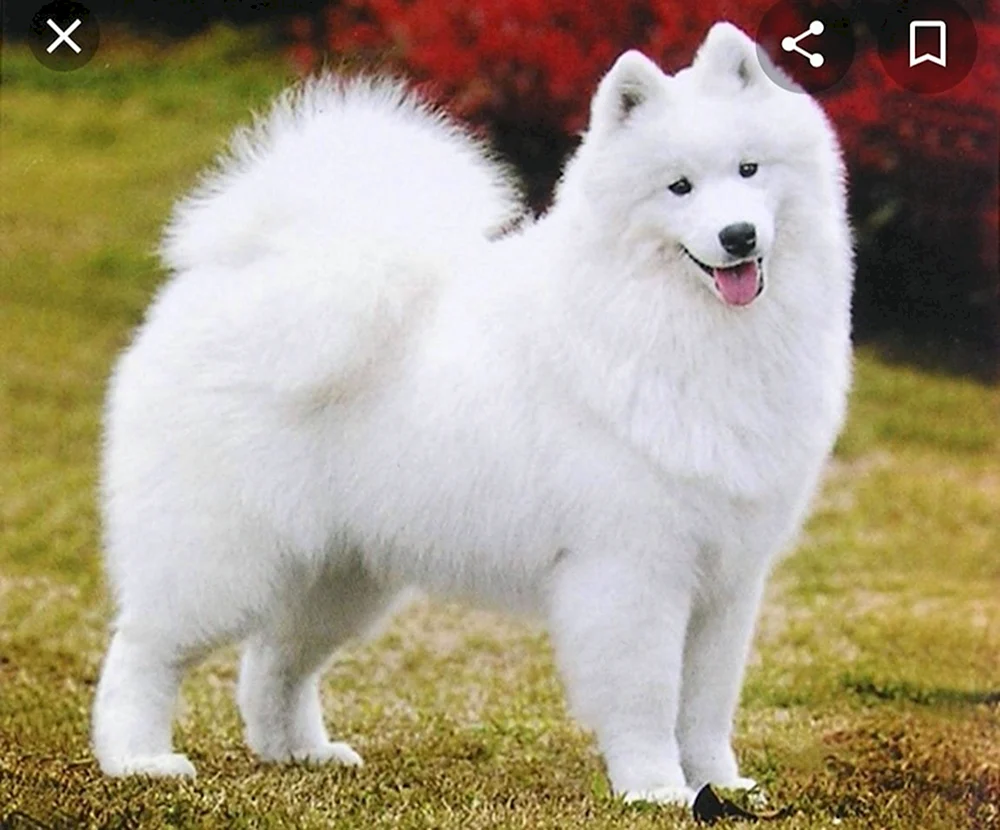 Zwergsamojedischer Hund