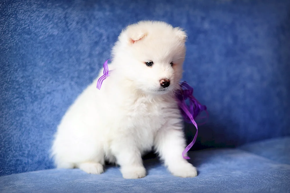 Weißer Schweizer Schäferhund