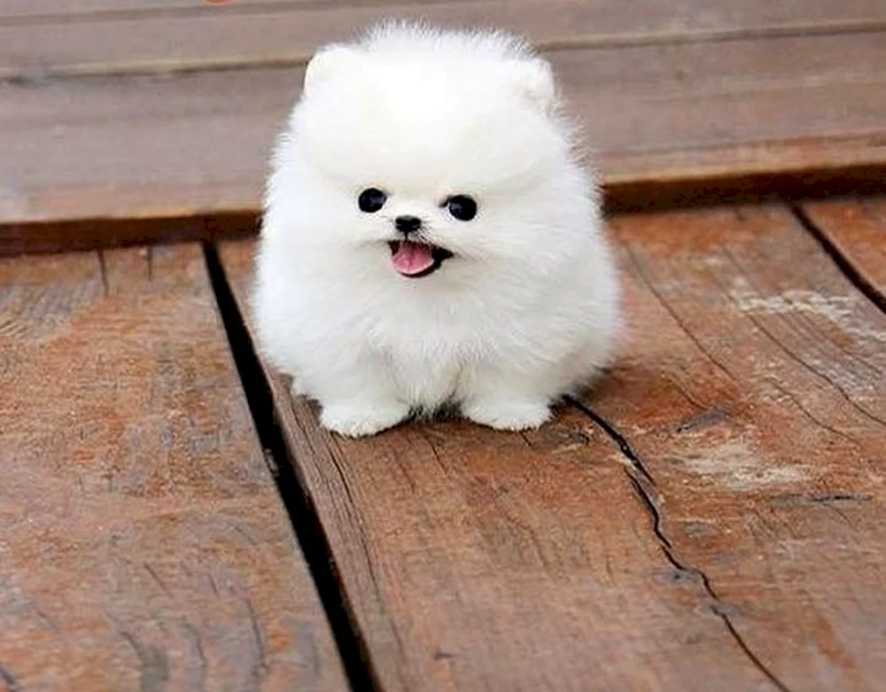 Zwergspitz Fluffy