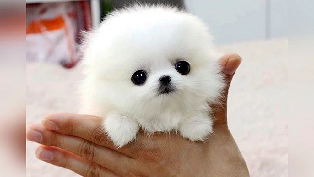 Zwergspitz Puppi