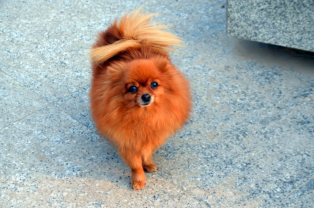 Fuchsrot Retriever