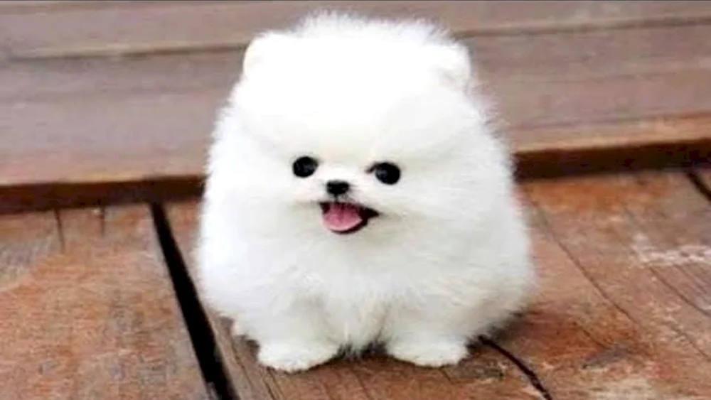 Zwerg Spitz Fluffy