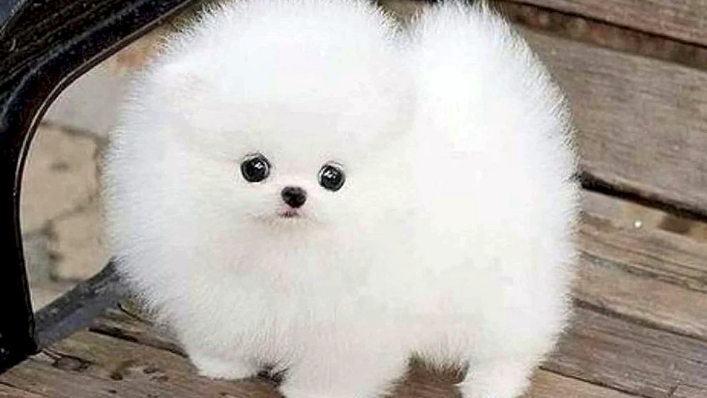 Zwergspitz Fluffy