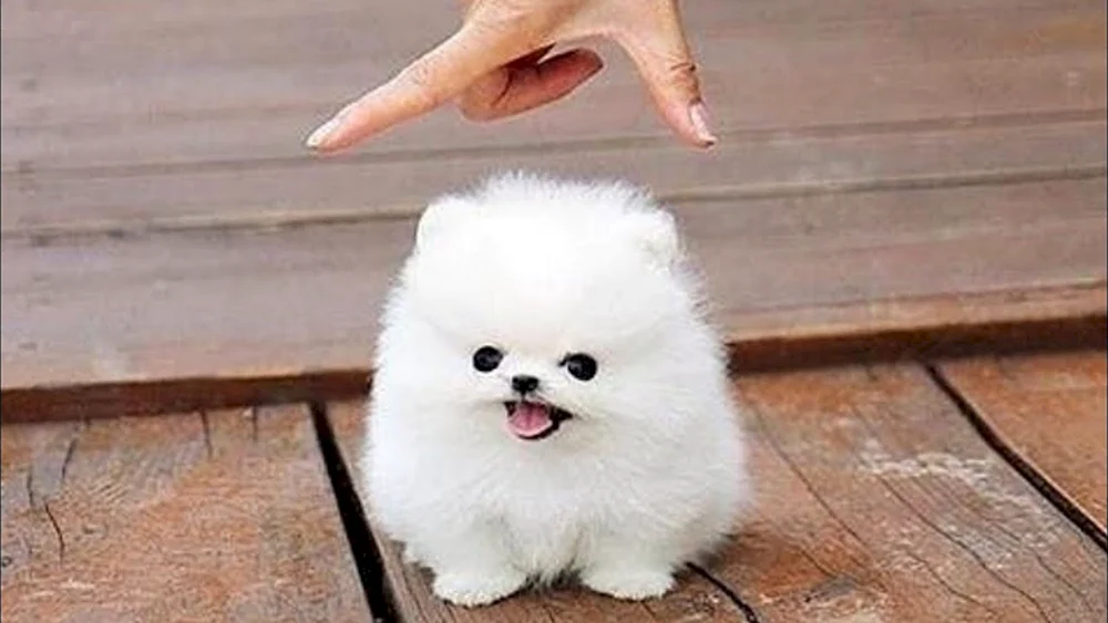 Pomeranian Spitz Boo
