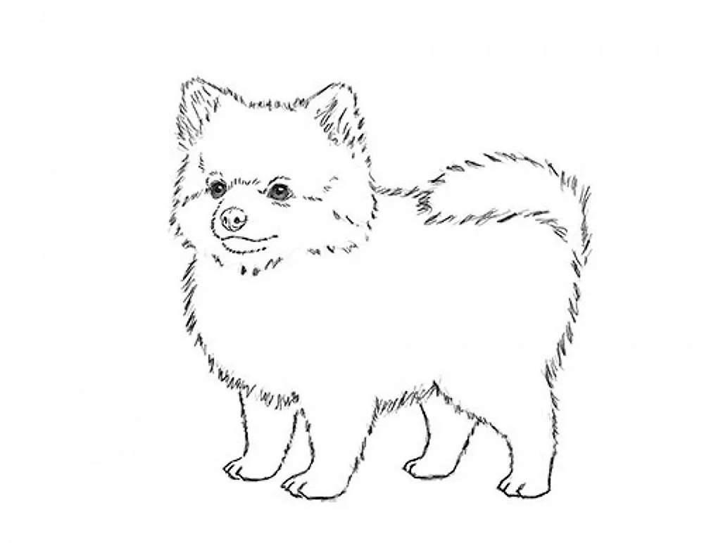 Pomeranian Spitz Zeichnung