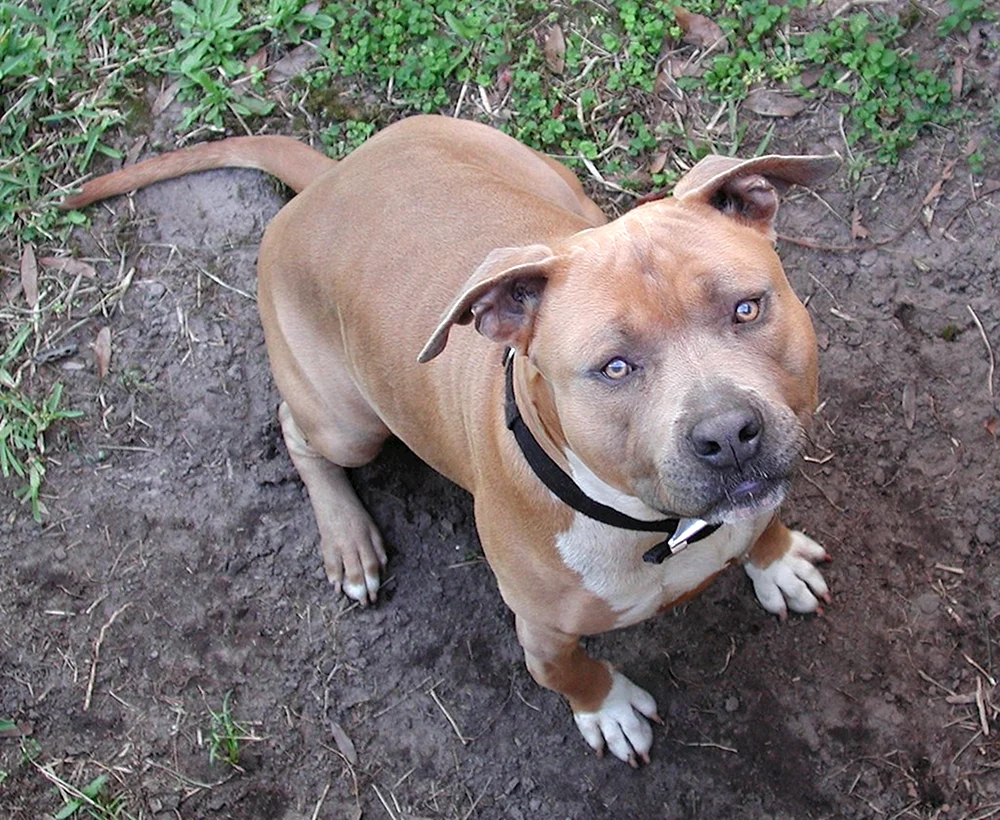 Amerikanischer Staffordshire Terrier