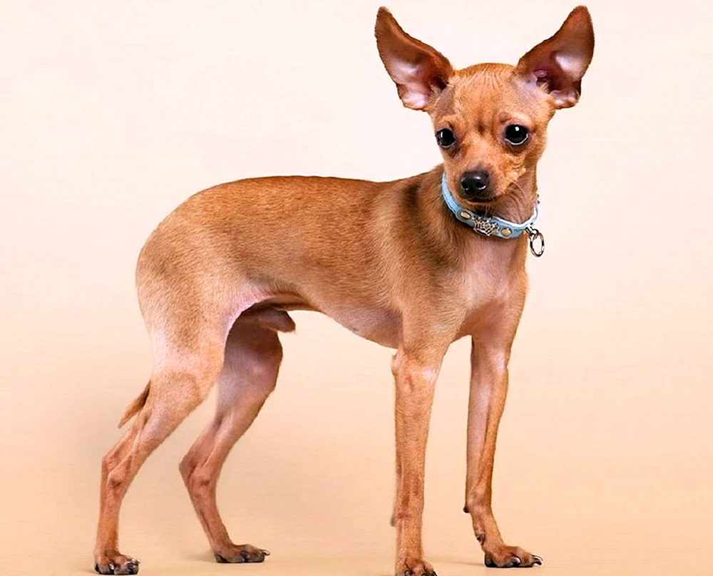Hund Terrier