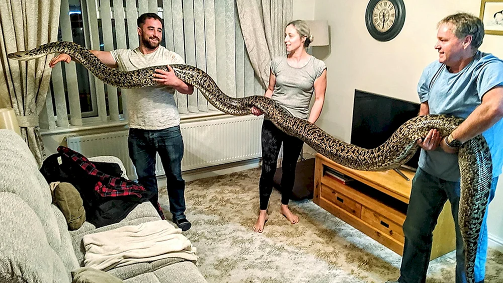 Schlangen in der Wohnung
