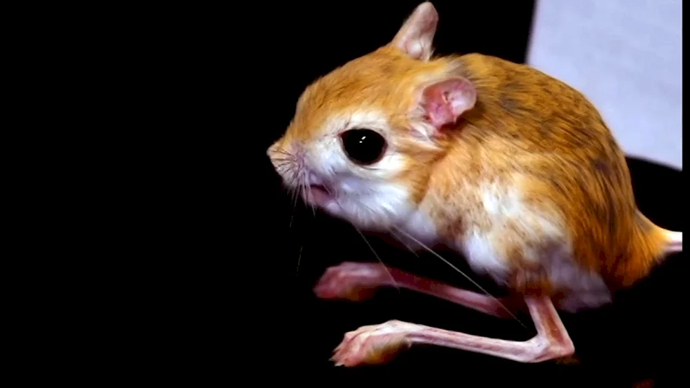 Kleiner Glatzenhamster