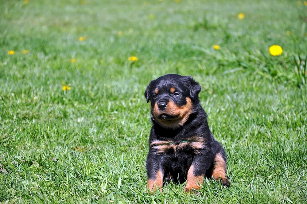 Zwerg-Rottweiler Golden Rottweiler