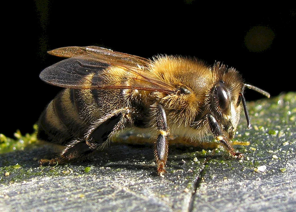 Bienenfreundin Carnica Karpaten Buckfast