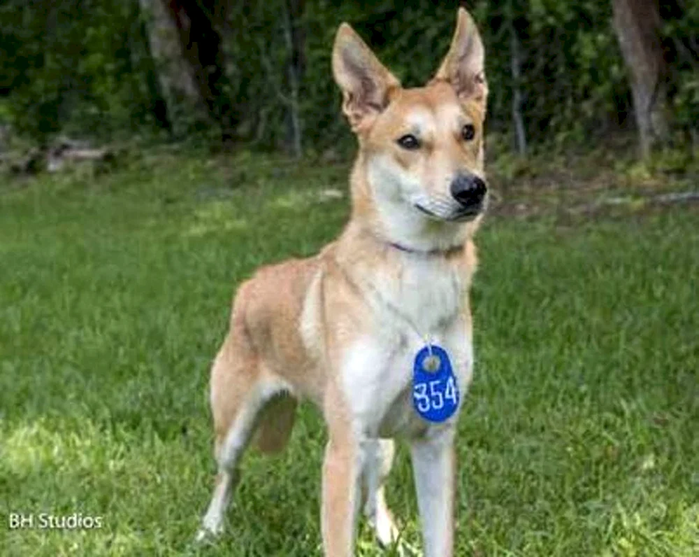 Carolina-Dingo
