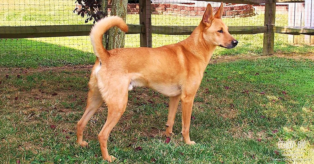 Carolina-Schäferhund