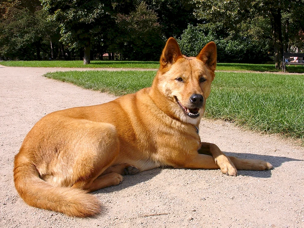 Carolina-Schäferhund