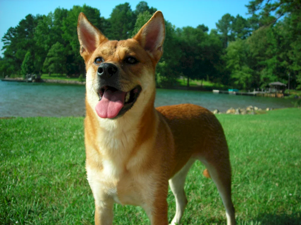 Carolina-Schäferhund