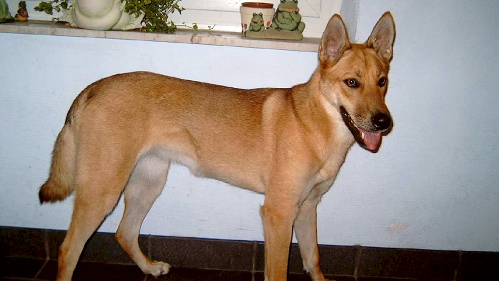 Carolina Schäferhund