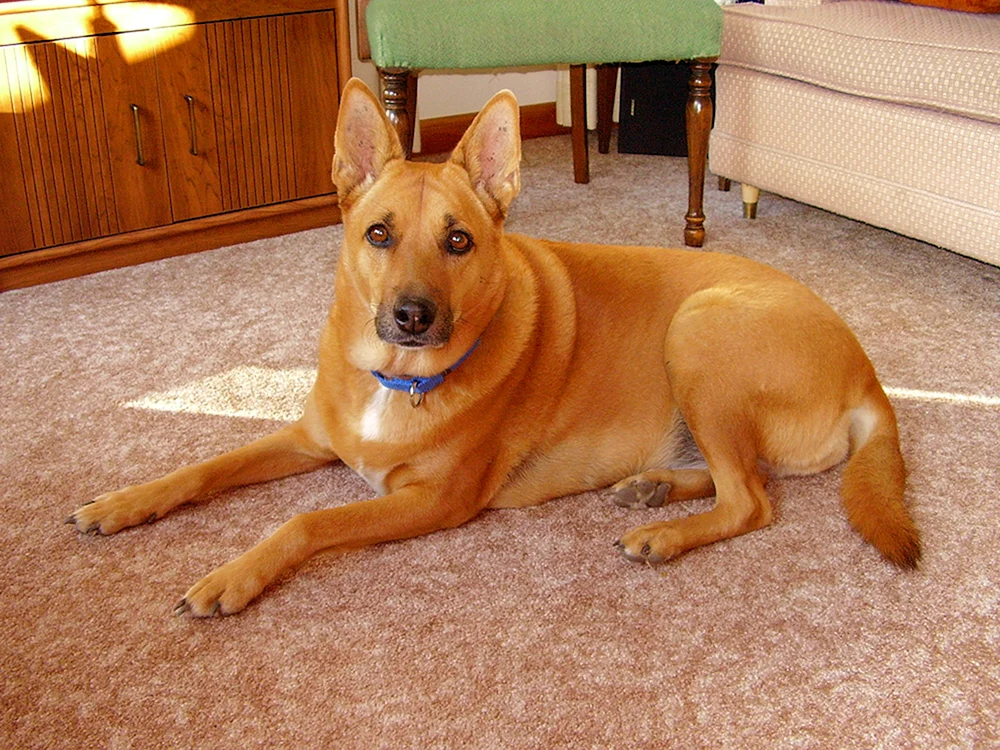 Carolina-Hund