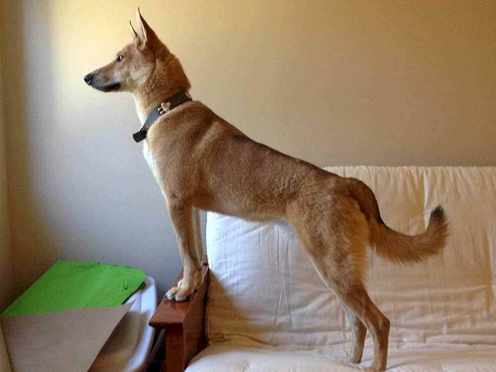 Carolina-Hund American Dingo