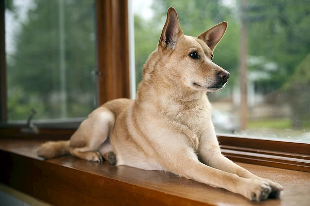 Carolina-Hund. Amerikanischer Dingo Hund