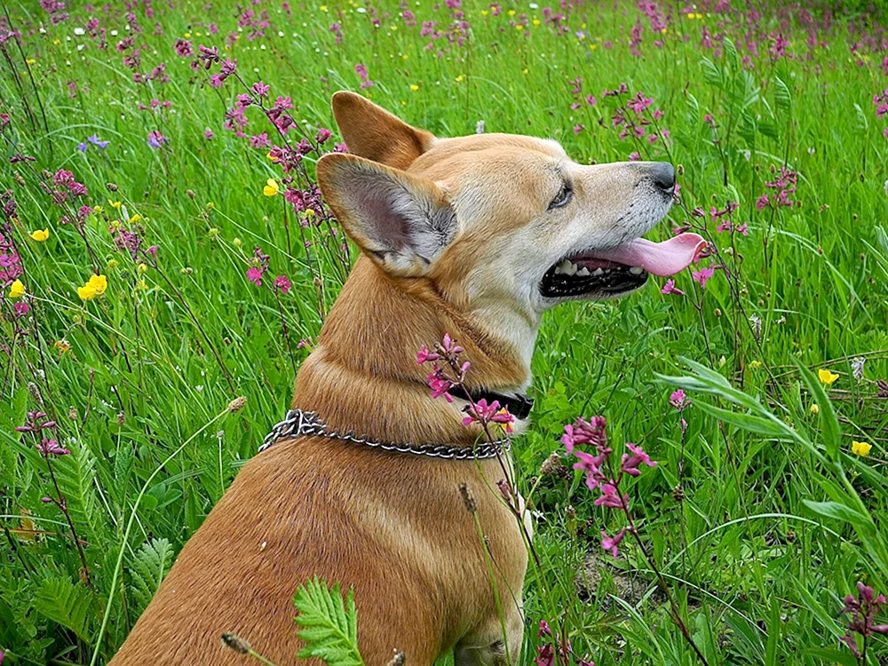 Carolina-Dingo-Hund
