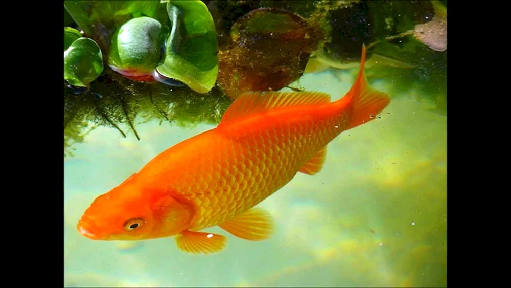 Labidochromis chisumulu