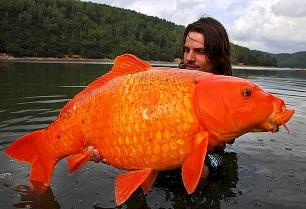 Riesenkarpfen Koi 10kg