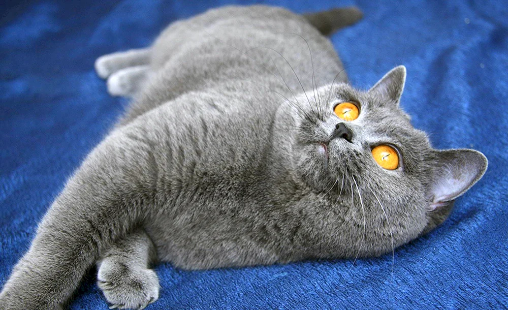Schottische Blaue Katze Straight-Ohr Katze
