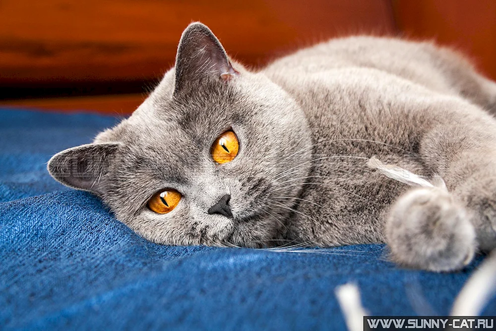 Britisch Kurzhaar-Katze