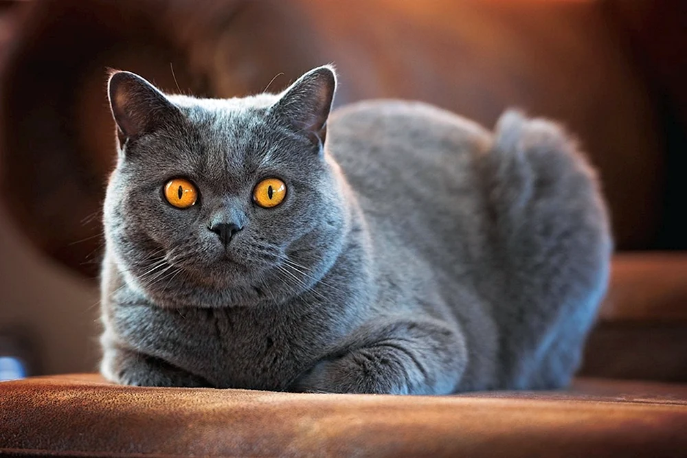 Britisch Kurzhaar Katze