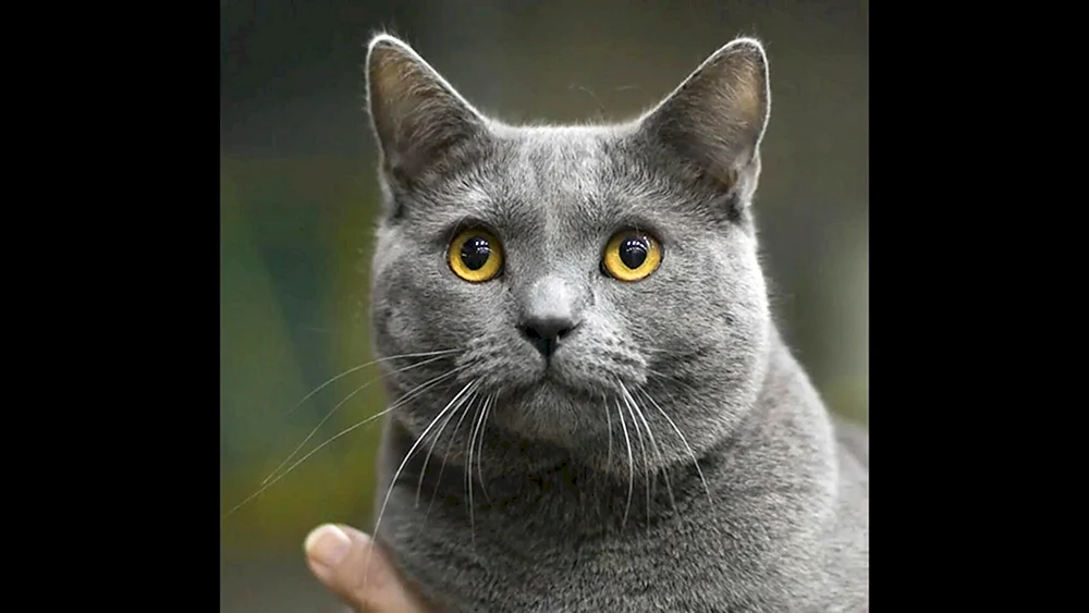 Chartreuse-Katze gestreift